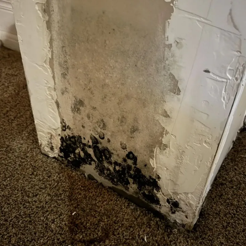 Professional Mold Removal in Throckmorton County, TX